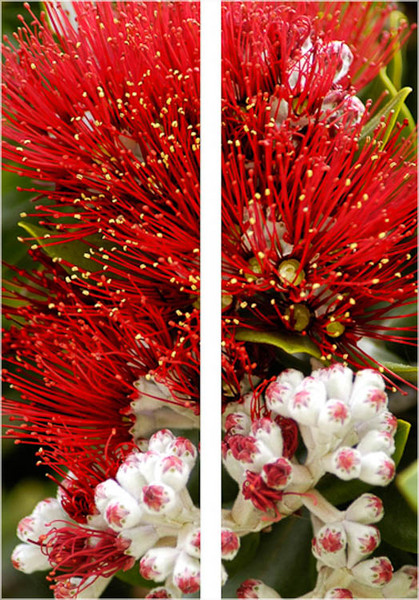 Pohutakawa Buds to Flower